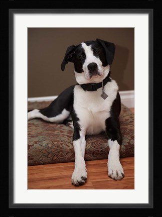 Framed British Columbia, Mission, coon hound dog Print