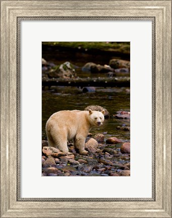 Framed British Columbia, Princess Royal Island, Spirit Bear Print