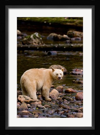Framed British Columbia, Princess Royal Island, Spirit Bear Print