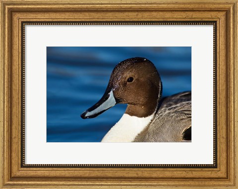 Framed British Columbia, Westham Island, Pintail Duck Print