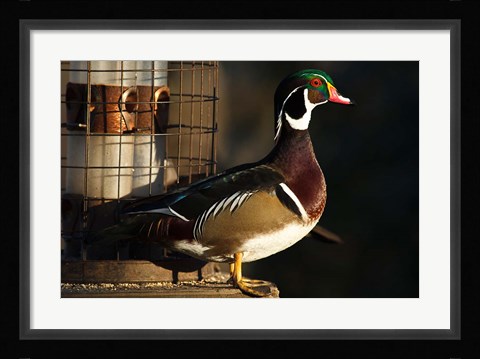 Framed Wood Duck Drake, George C Reifel Migratory Bird Sanctuary, Westham Island, British Columbia, Canada Print