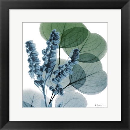 Framed Lilly Of Eucalyptus Print