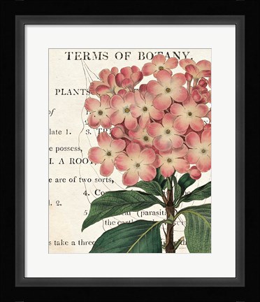 Framed Bicolor Phlox Botany Print