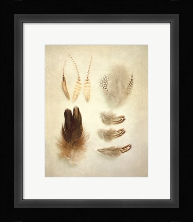 Framed Feathers II Print