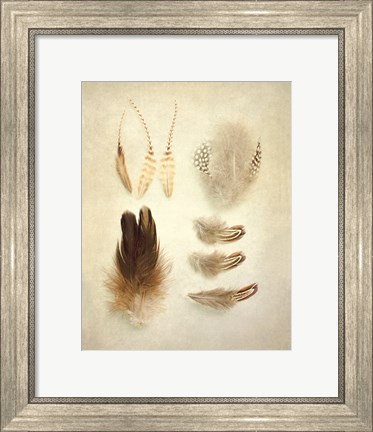 Framed Feathers II Print