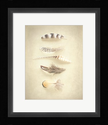 Framed Feathers III Print