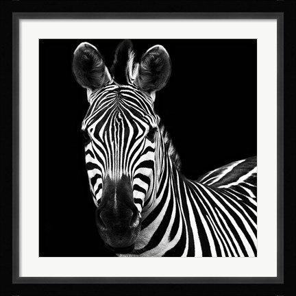 Framed Zebra II Square Print