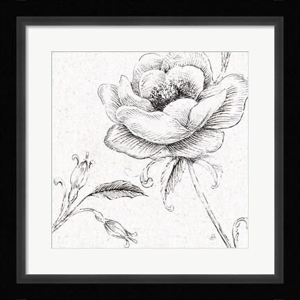 Framed Blossom Sketches II Print