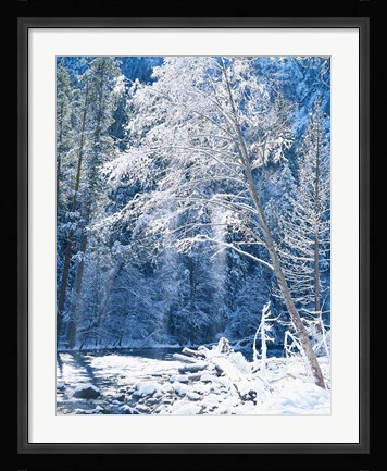 Framed Snow covered trees along Merced River, Yosemite Valley, Yosemite National Park, California Print