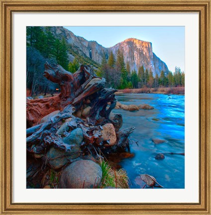 Framed Tree roots in Merced River in the Yosemite Valley Print