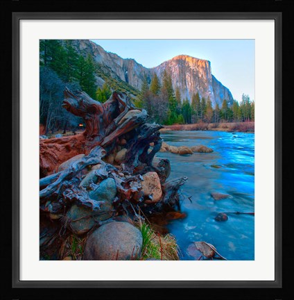 Framed Tree roots in Merced River in the Yosemite Valley Print