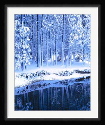 Framed Winter, Conifers, Merced River, Yosemite Valley CA Print