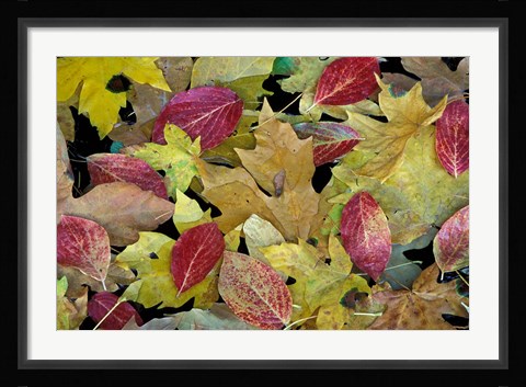 Framed Leaf Pattern, Merced River, Yosemite National Park, California Print