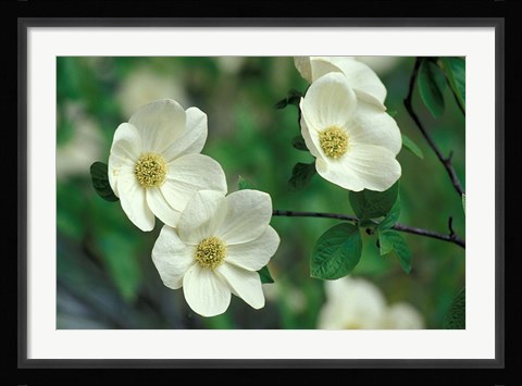 Framed Pacific Dogwood Along Merced River, Yosemite National Park, California Print