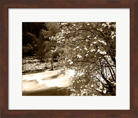 Framed Pacific Dogwood tree over the Merced River, Yosemite National Park, California Print