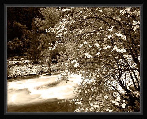 Framed Pacific Dogwood tree over the Merced River, Yosemite National Park, California Print