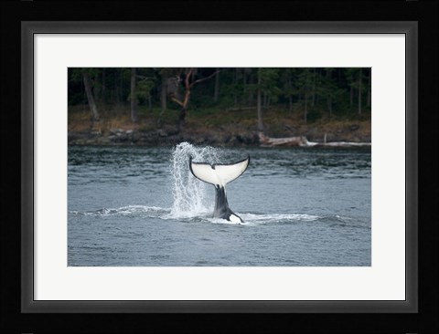 Framed Canada, Vancouver Island, Sydney Killer whale slaps its tail Print