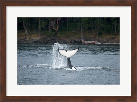 Framed Canada, Vancouver Island, Sydney Killer whale slaps its tail Print