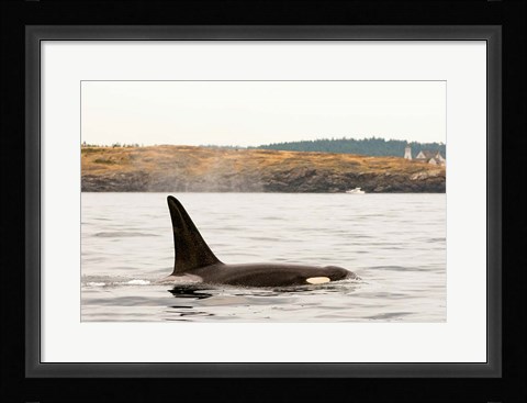 Framed Canada, BC, Sydney Killer whale swimming in the strait of Georgia Print
