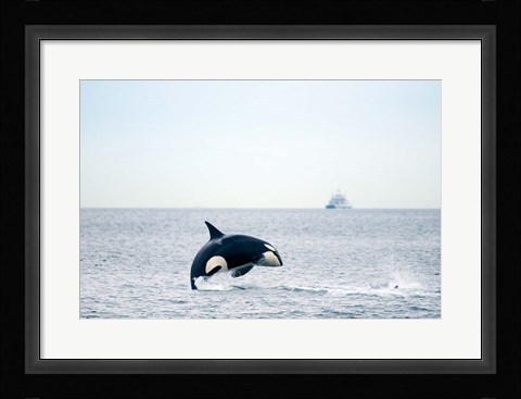 Framed Canada, BC, Sydney, Strait of Georgia Killer whale breaching Print