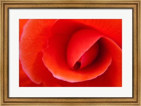 Framed Red Begonia flower, Victoria, British Columbia Print
