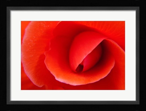 Framed Red Begonia flower, Victoria, British Columbia Print