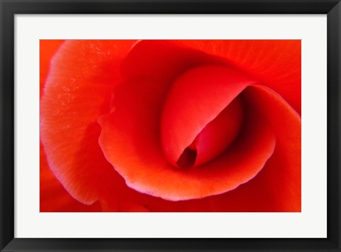 Framed Red Begonia flower, Victoria, British Columbia Print