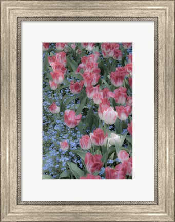Framed Spring Tulips of Red and White Color, Victoria, British Columbia, Canada Print