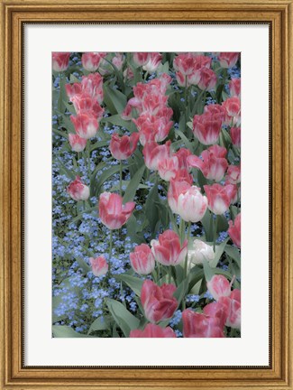 Framed Spring Tulips of Red and White Color, Victoria, British Columbia, Canada Print
