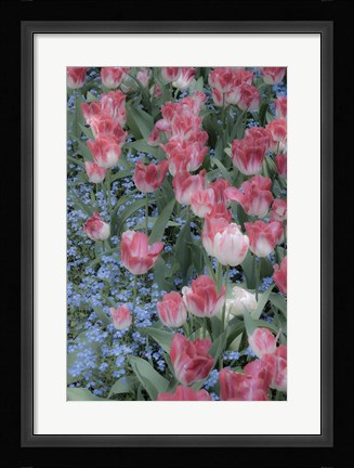 Framed Spring Tulips of Red and White Color, Victoria, British Columbia, Canada Print