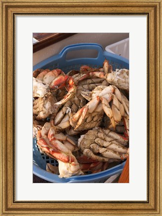 Framed Dungeness Cooked Crab, Queen Charlotte Islands, Canada Print
