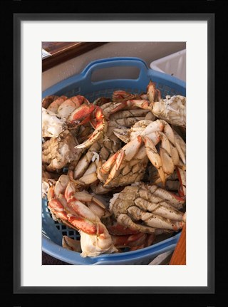 Framed Dungeness Cooked Crab, Queen Charlotte Islands, Canada Print