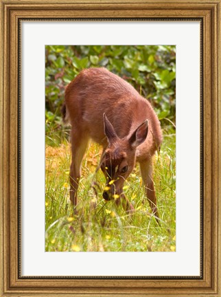 Framed Sitka Black Tail Deer, Fawn Eating Grass, Queen Charlotte Islands, Canada Print