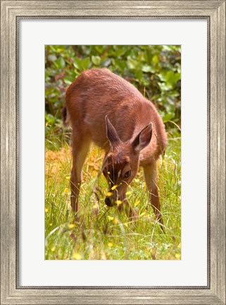 Framed Sitka Black Tail Deer, Fawn Eating Grass, Queen Charlotte Islands, Canada Print