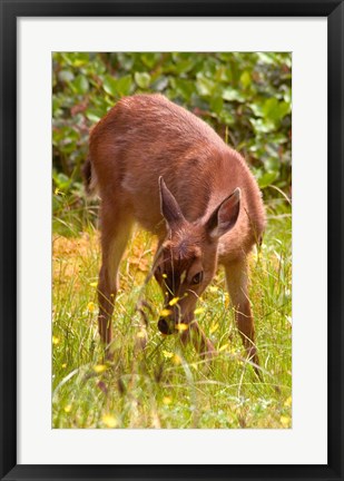 Framed Sitka Black Tail Deer, Fawn Eating Grass, Queen Charlotte Islands, Canada Print