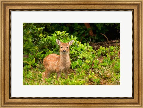 Framed Fawn, Sitka Black Tailed Deer, Queen Charlotte Islands, Canada Print