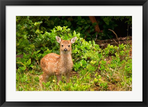Framed Fawn, Sitka Black Tailed Deer, Queen Charlotte Islands, Canada Print