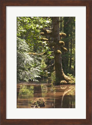 Framed Rainforest and Swamp, Queen Charlotte Islands, Canada Print