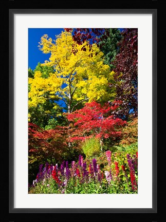 Framed Autumn Color, Butchard Gardens, Victoria, British Columbia, Canada Print