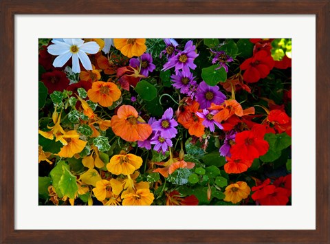 Framed British Columbia, Victoria, Flowerbox on House boats Print