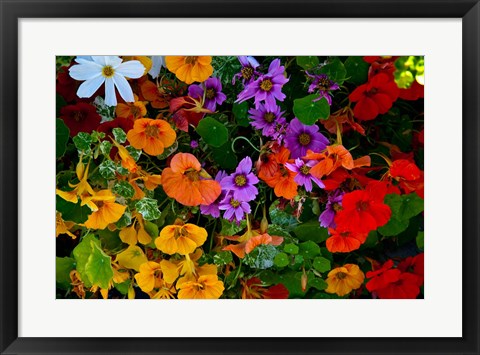 Framed British Columbia, Victoria, Flowerbox on House boats Print