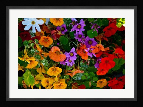 Framed British Columbia, Victoria, Flowerbox on House boats Print