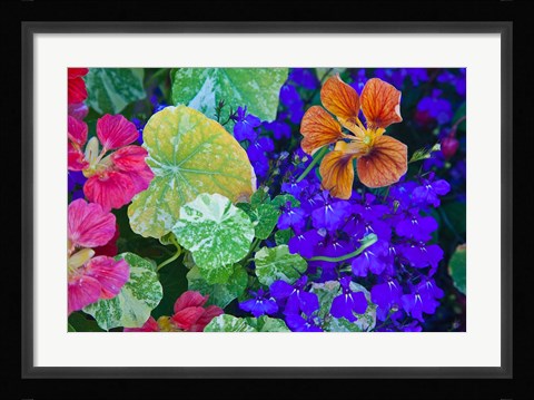 Framed British Columbia, Victoria, Flowerboxes Print