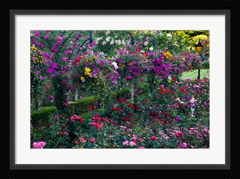 Framed Rose Garden at Butchard Gardens In Full Bloom, Victoria, British Columbia, Canada Print