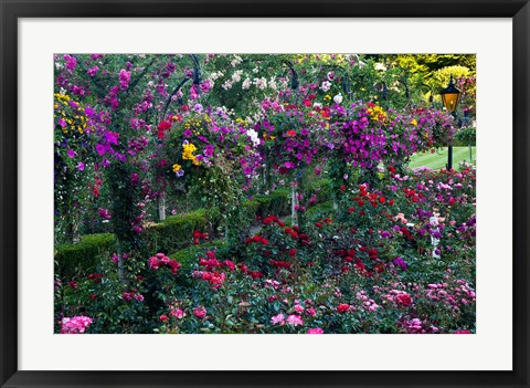 Framed Rose Garden at Butchard Gardens In Full Bloom, Victoria, British Columbia, Canada Print