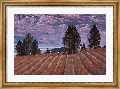 Framed Vineyard and lake, West Kelowna, Okanagan Valley, British Columbia, Canada Print