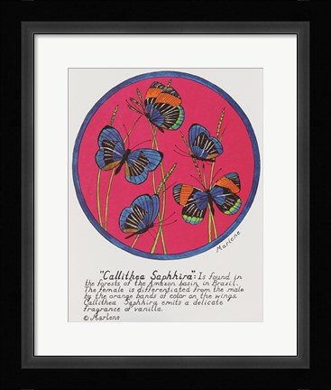 Framed Callithea Saphhira Print