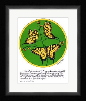 Framed Tiger Swallowtail Print