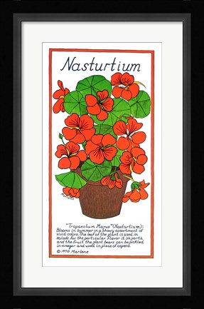 Framed Nasturtium Print