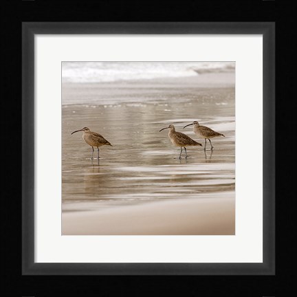 Framed Shore Birds I Print